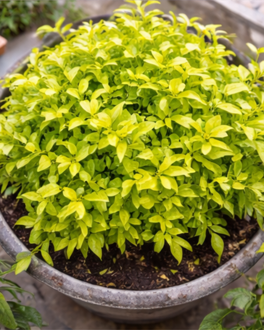 Duranta Plant — view 2