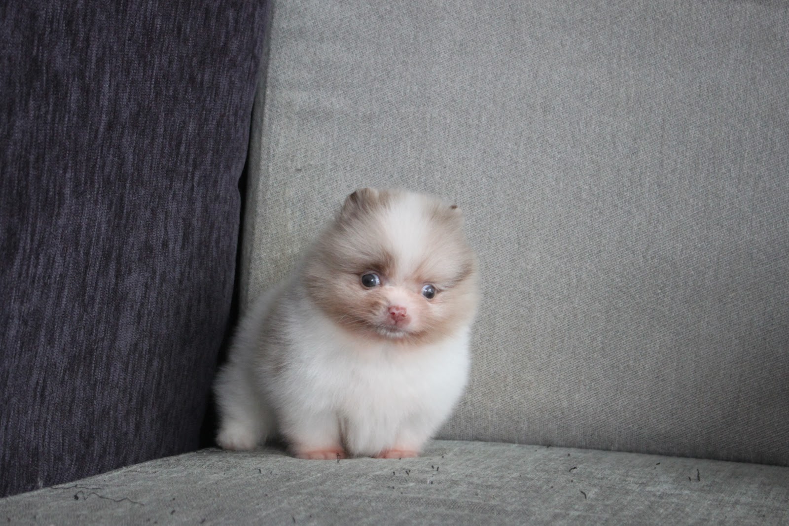 12/19出生 高端優質迷你松鼠博美巧克力大理石白花弟弟