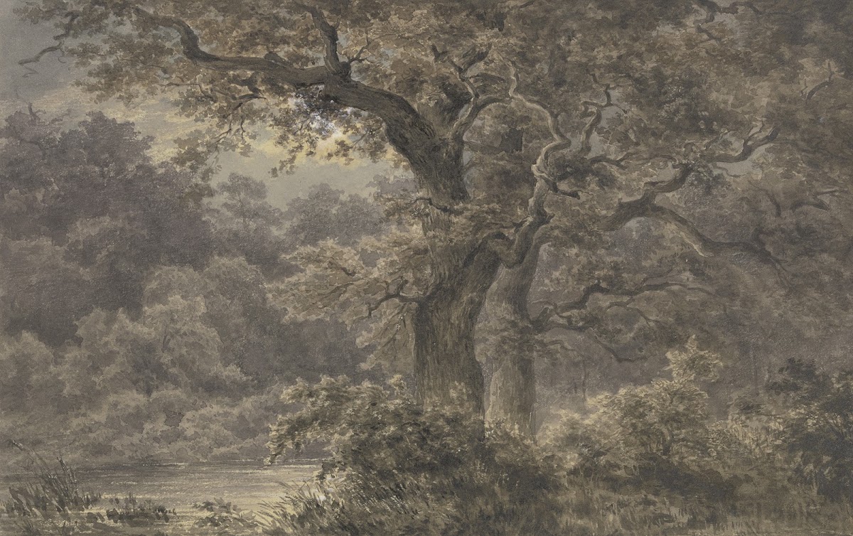 Oak trees in the forest