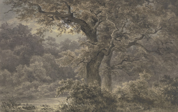 Oak trees in the forest