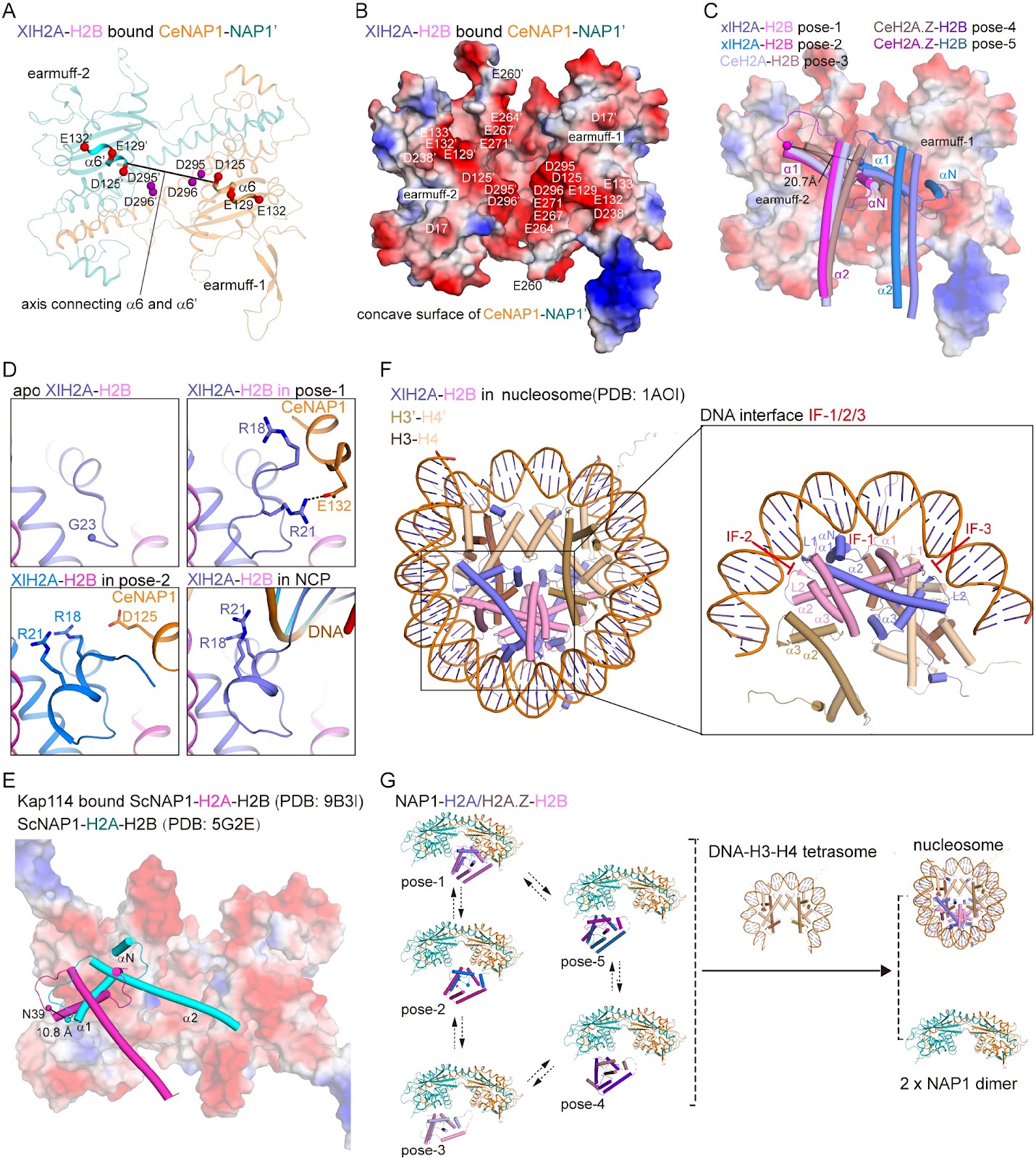 Structural insights into H2A-H2B and H2A.Z-H2B sliding on histone chaperone NAP1