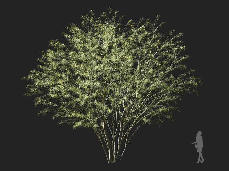 Maxtree - Plant Models Vol.122
