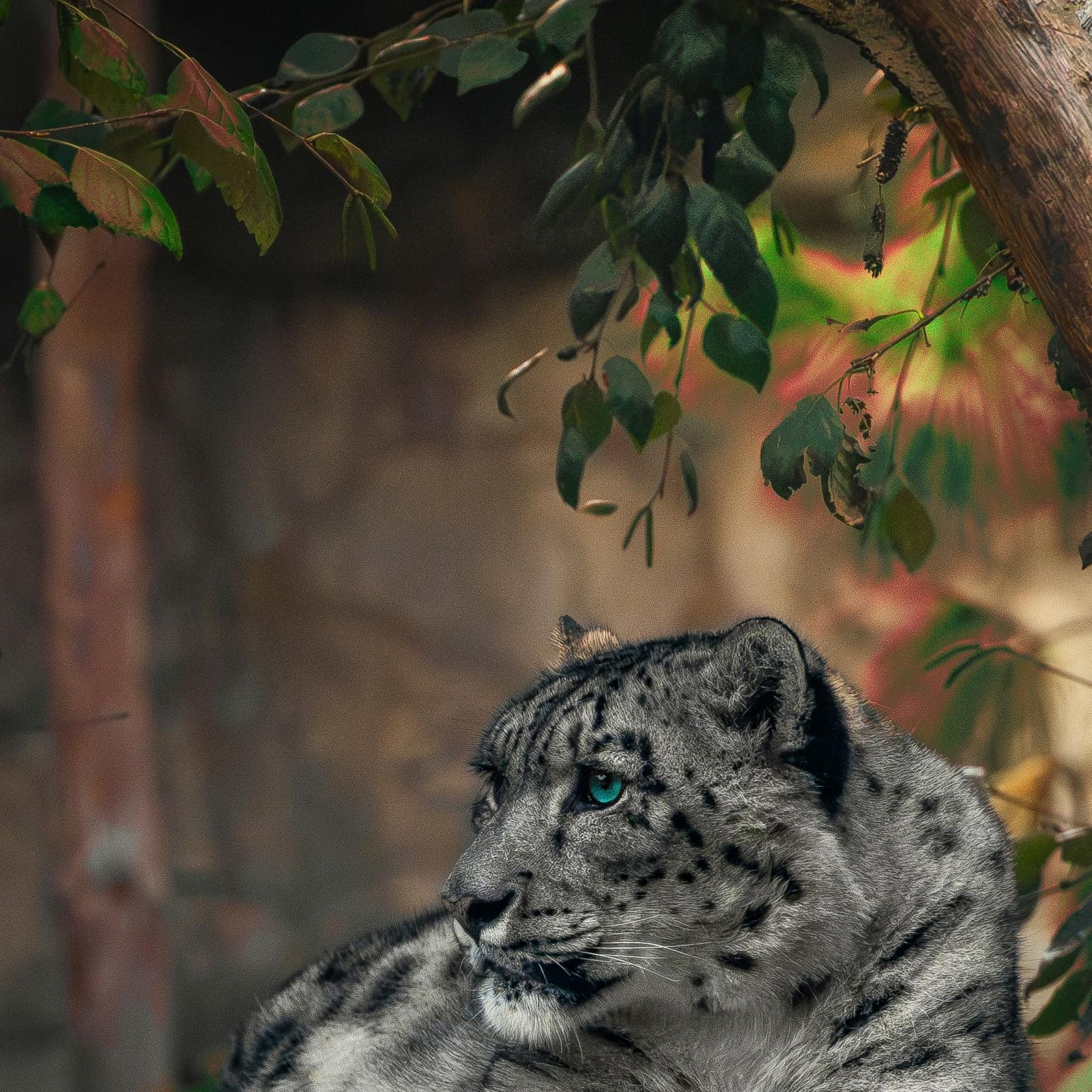 Download Majestic Snow Leopard Portrait 2K iPhone
