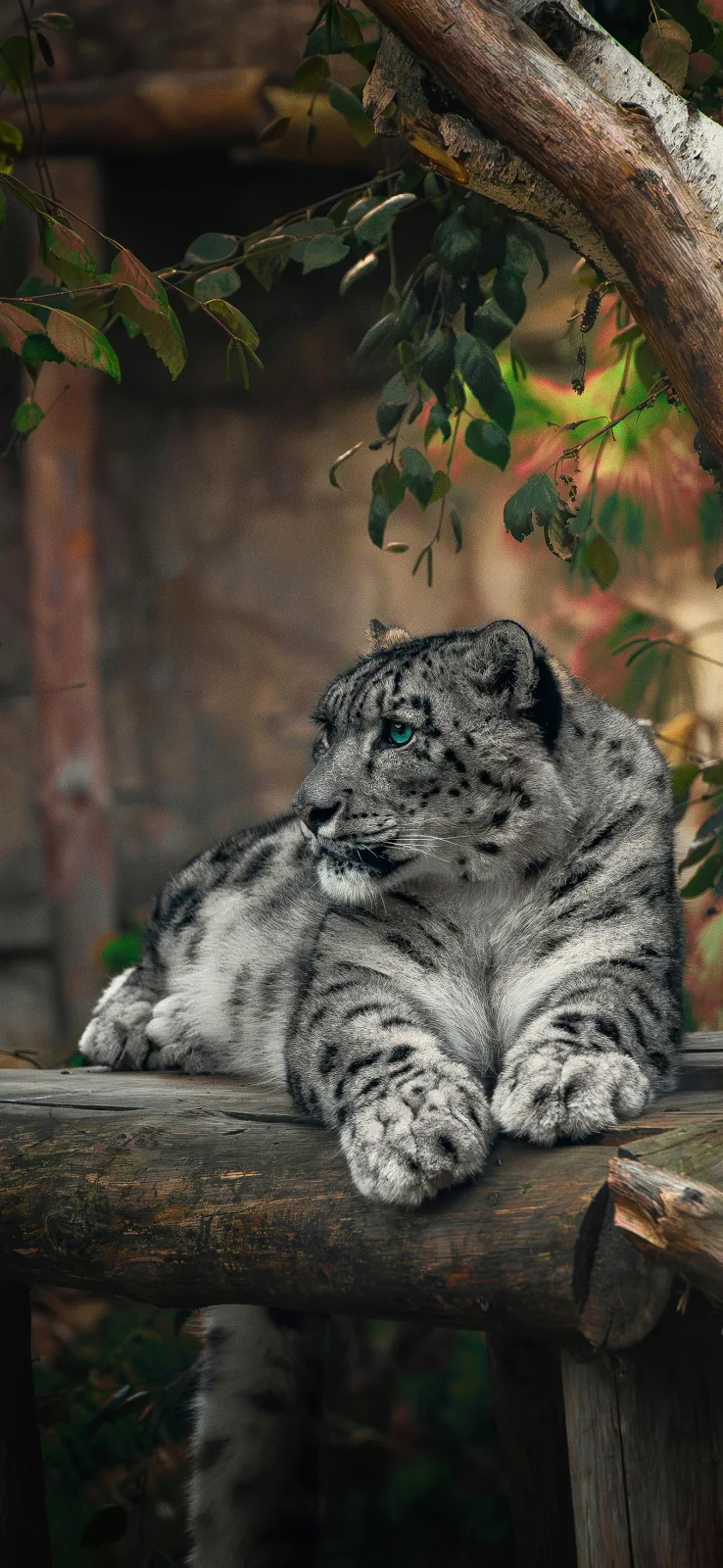 Majestic Snow Leopard Portrait - Wildlife Photography 2K iPhone Wallpaper (1595x3456)