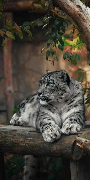 Majestic Snow Leopard Portrait 2K iPhone Wallpaper Background