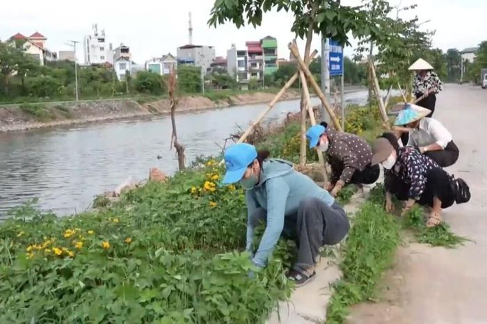 Giữ màu xanh từ mỗi ngõ xóm - Đài Phát thanh và truyền hình Hà Nội