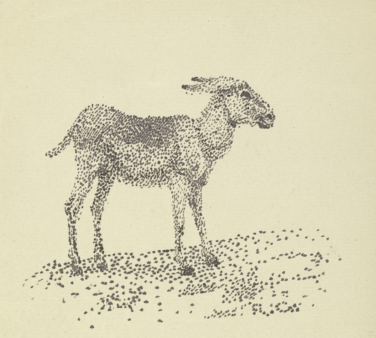 Donkey