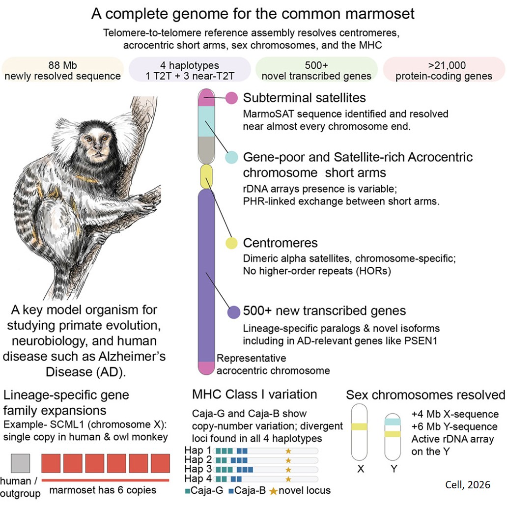 A complete genome for the common marmoset