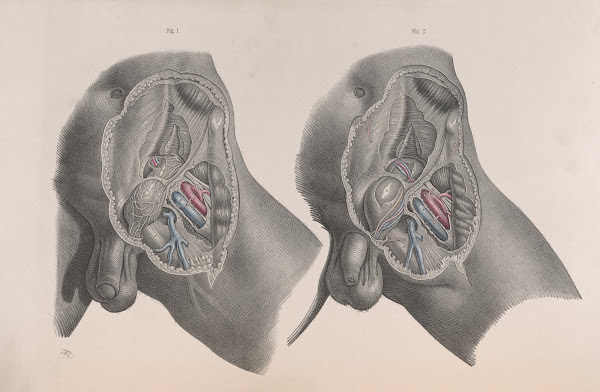 Surgical anatomy Pl29 1856