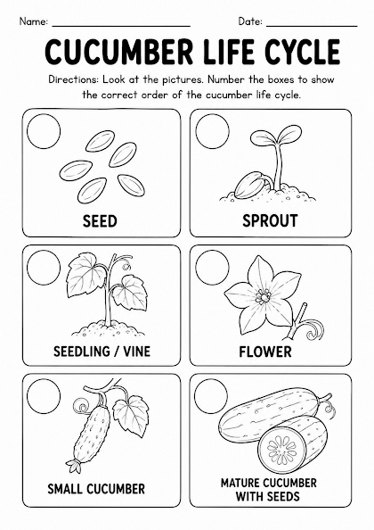 Cucumber Life Cycle Worksheet