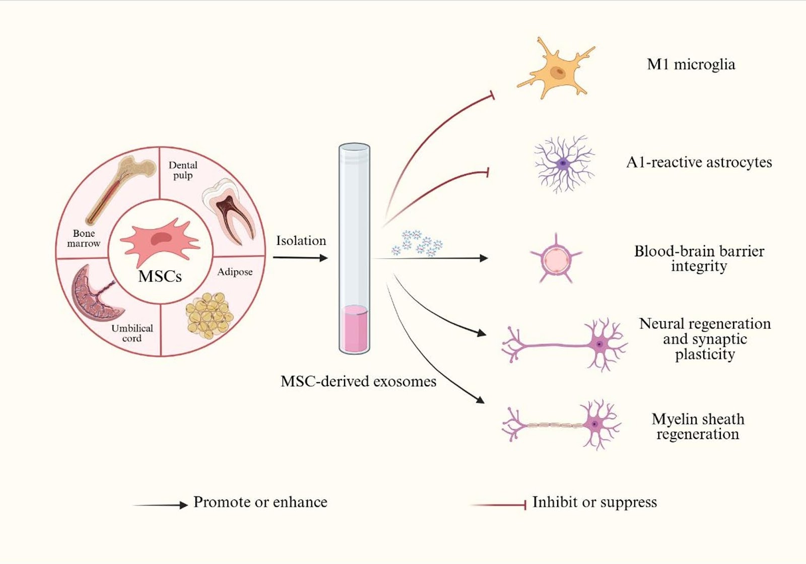 Mesenchymal stem cell-derived exosomes–a promising therapeutic approach to improve neurocognitive disorders in chronic obstructive pulmonary disease