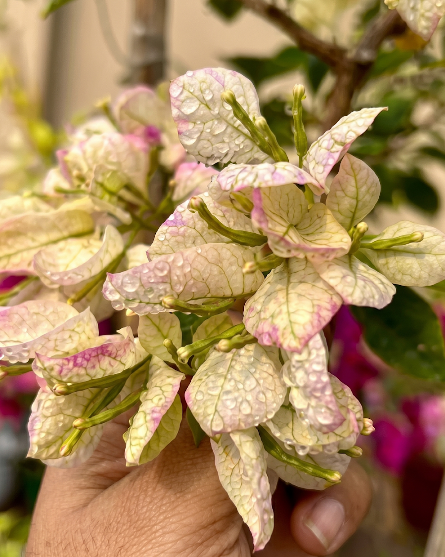 Imported Wajid Butterfly Bougainvillea Plant — view 5