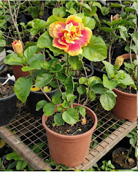 Hibiscus Mystic Splendor