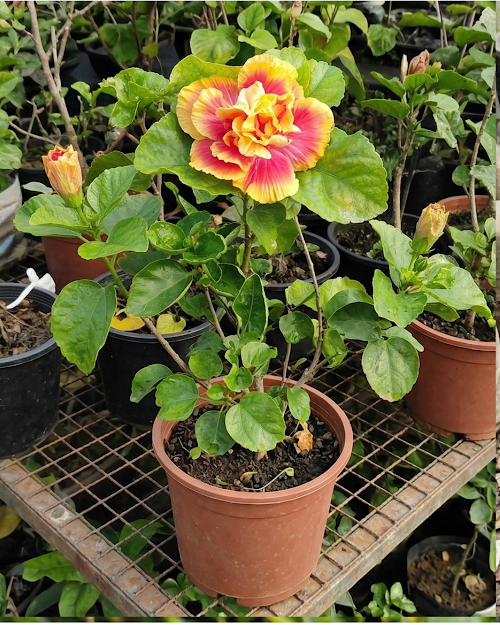 Hibiscus Mystic Splendor