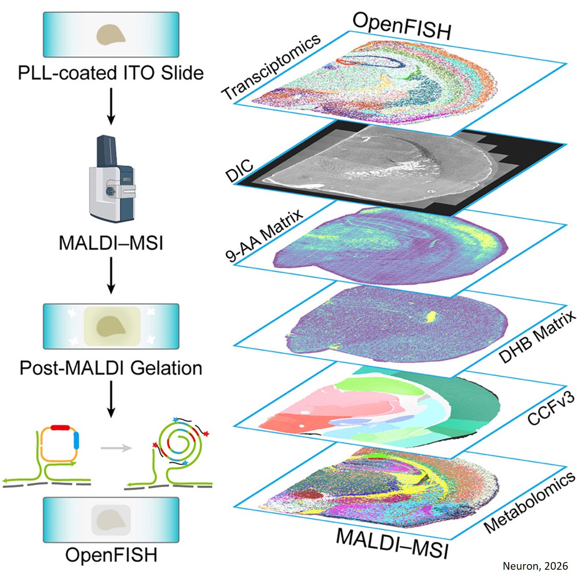 New platform maps gene activity and metabolites in the same tissue sample