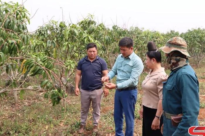 Mai Sơn chăm sóc cây ăn quả mùa nắng nóng - Báo Sơn La