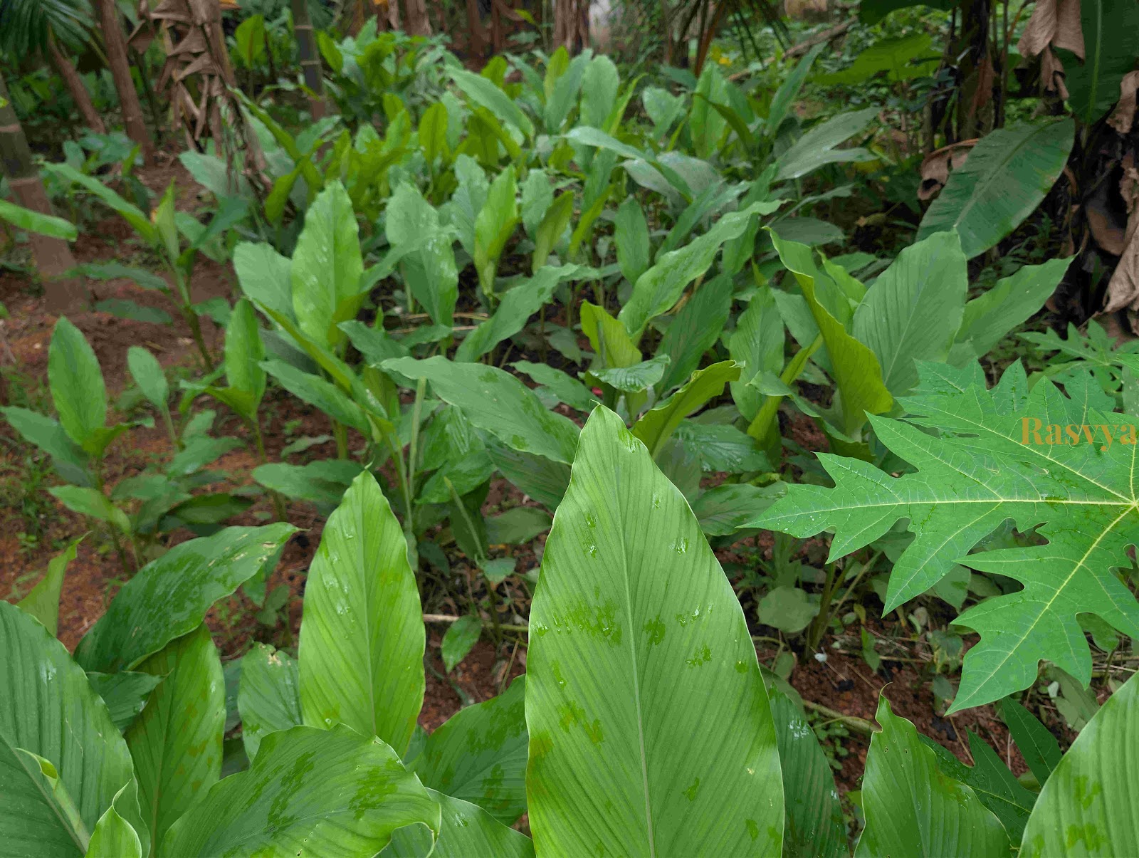 Turmeric growing in the farms of Rasvya
