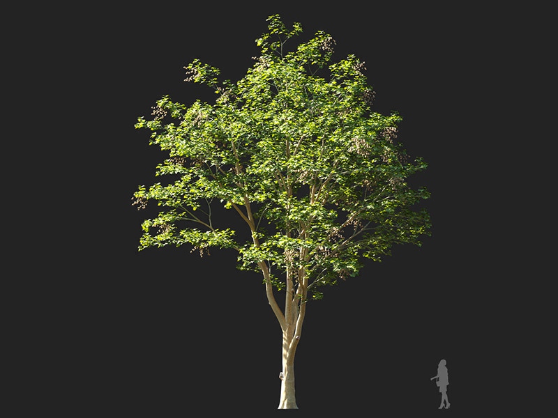 Maxtree - Plant Models Vol.132