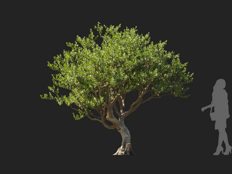 Maxtree - Plant Models Vol.127