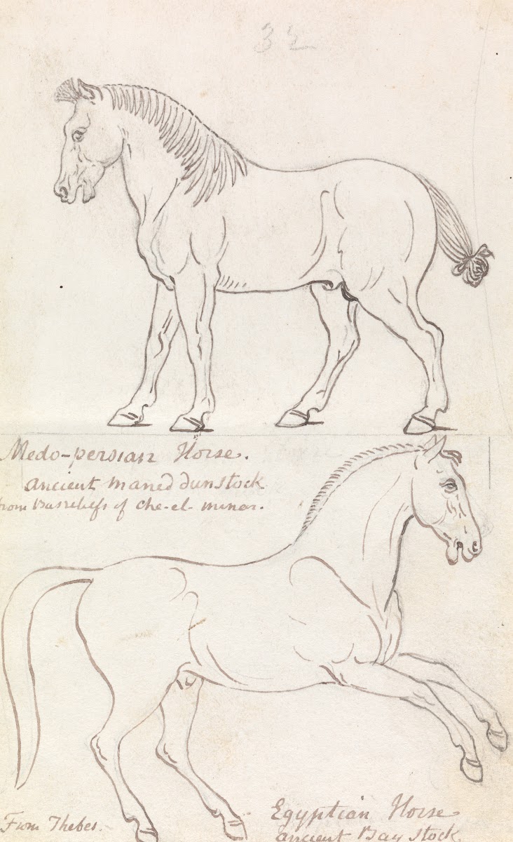 Medo Persian Horse and Egyptian Horse 1837