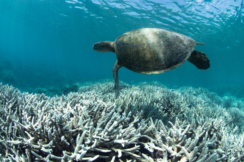 Bleached coral on Great Barrier Reef. Climate change emotional impact, ecological catastrophes emotional impact, ecological grief Indonesia, climate grief Indonesia, reef grief Indonesia. CarbonEthics Indonesia