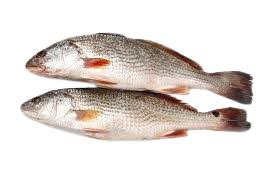 FROZEN CROAKER