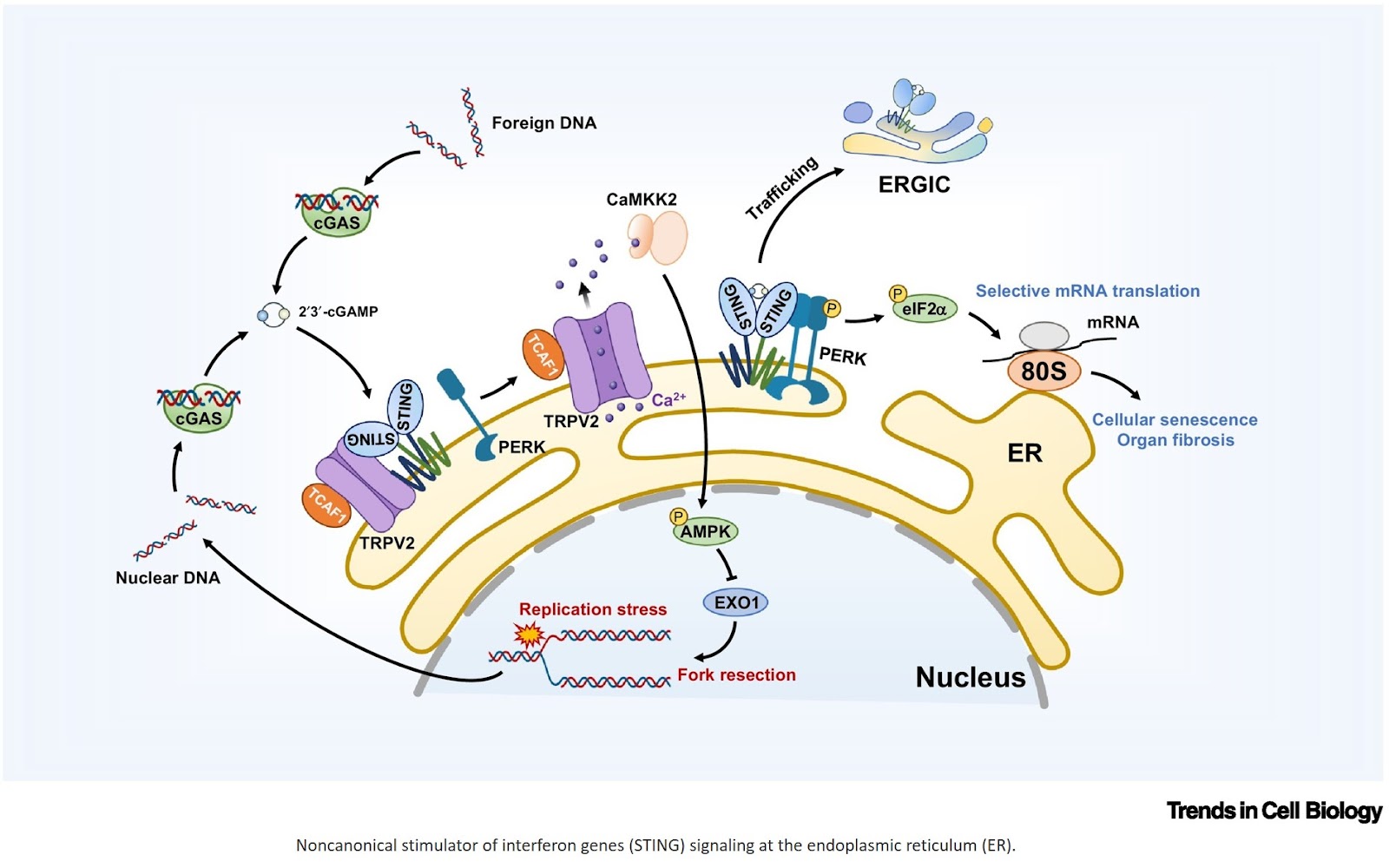 cGAS–STING signaling is organelle-specific!