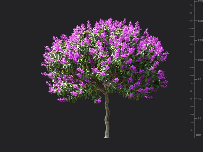 Maxtree - Plant Models Vol.115