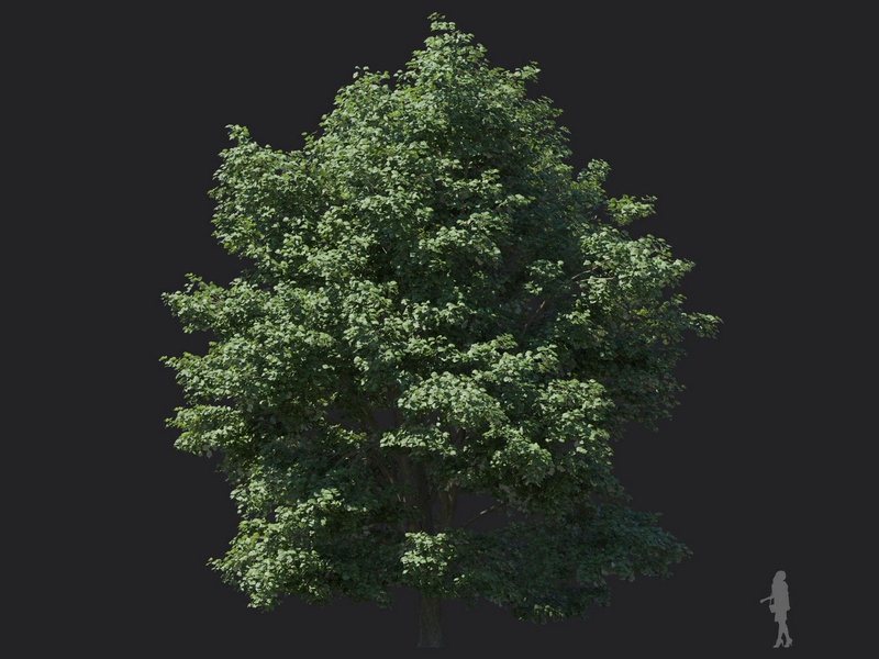 Maxtree - Plant Models Vol.116