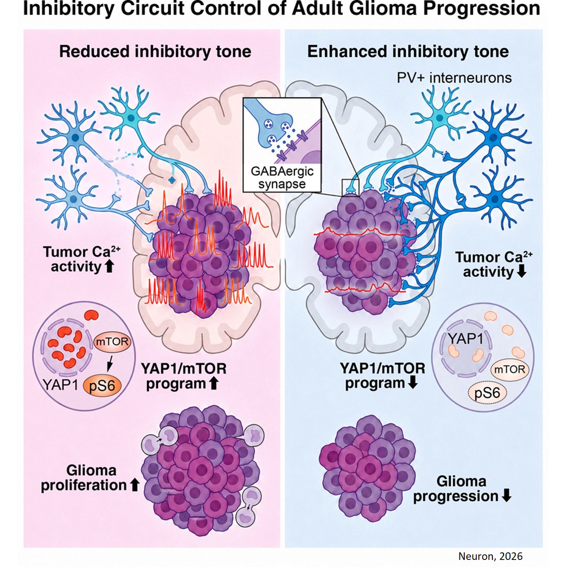 Inhibitory brain circuits suppress glioblastoma growth