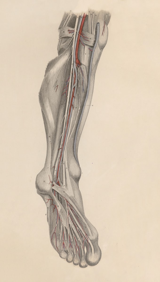 A system of anatomical plates of the human body Pl029 1840