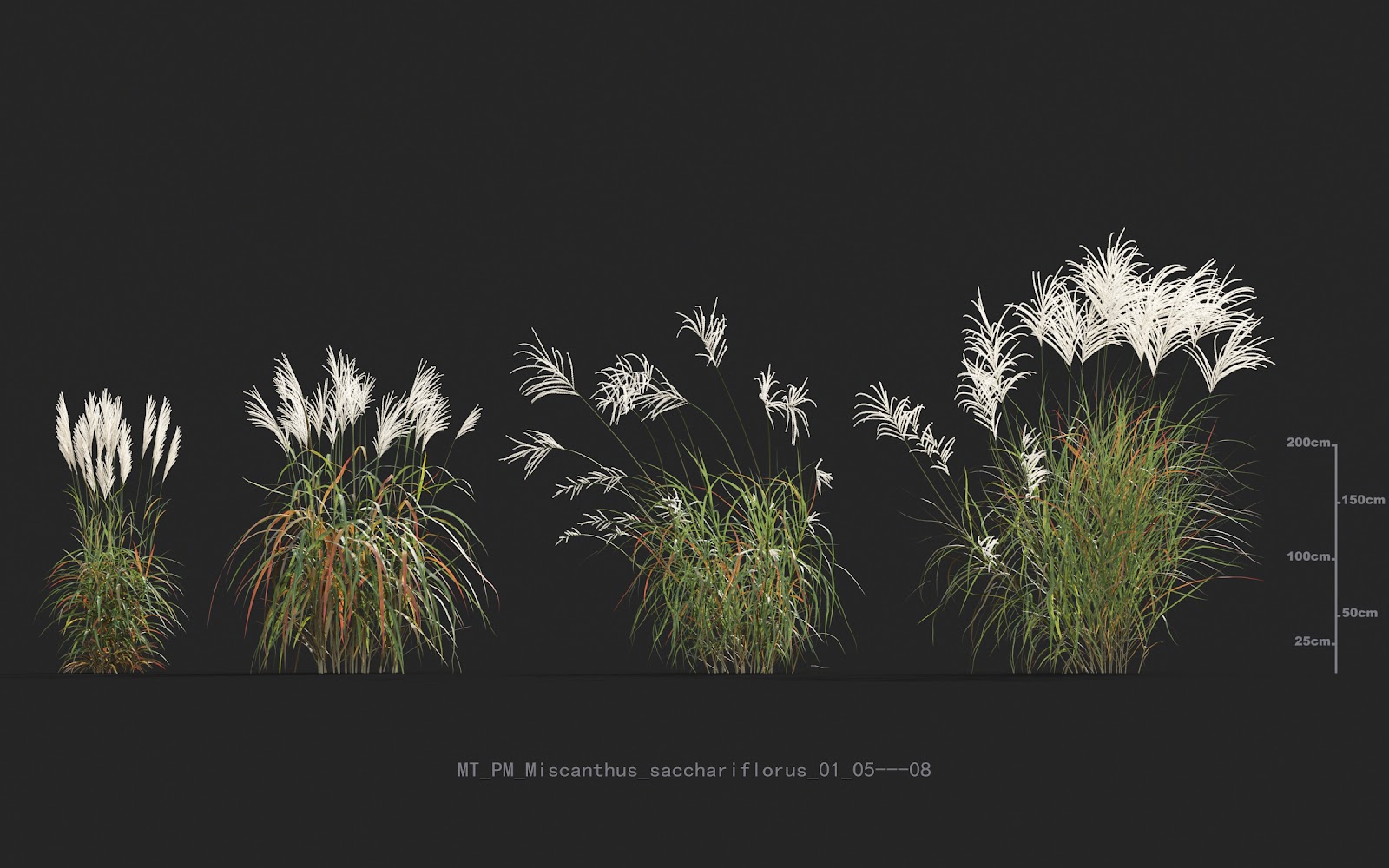 Maxtree - Plant Models Vol.20