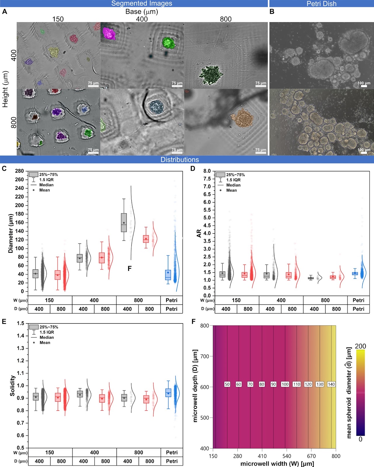 Geometrical constraints dictate assembly and phenotype of human iPSC-derived motoneuronal spheroids