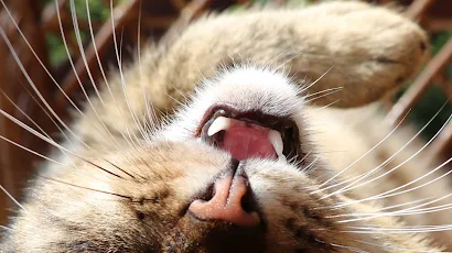 Cat, Whiskers, Snout, Felidae, Carnivore 4K iPhone Wallpaper Background