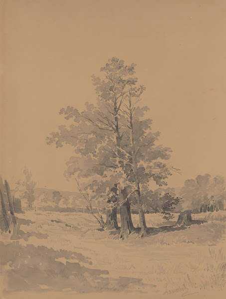Trees at the Edge of the Forest