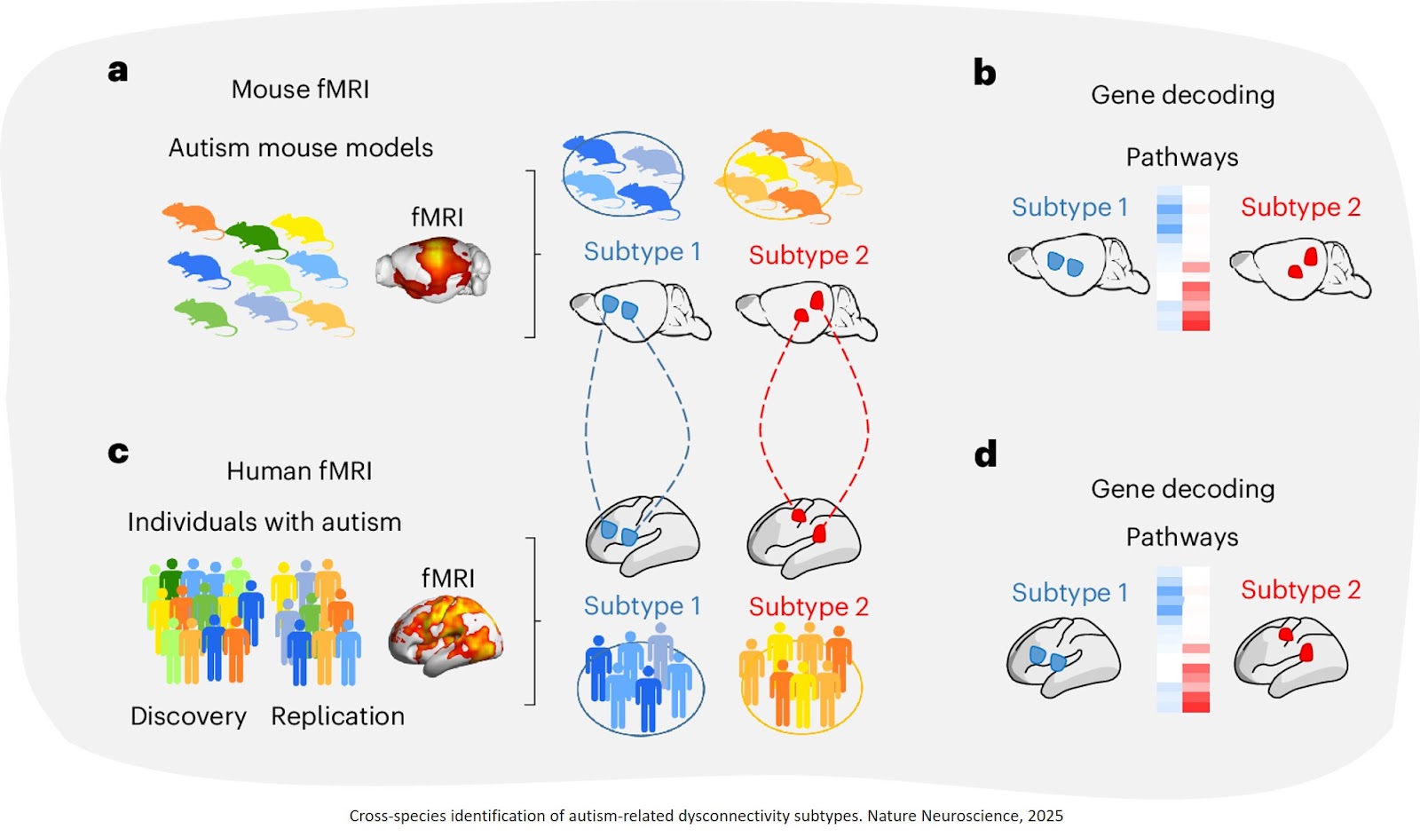 Autism subtypes identified using cross-species functional connectivity analyses