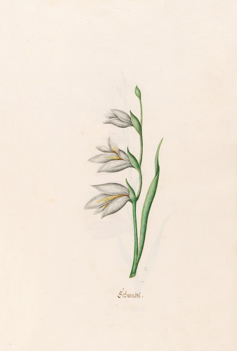 Schwendel 1692