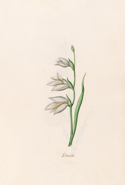Schwendel 1692