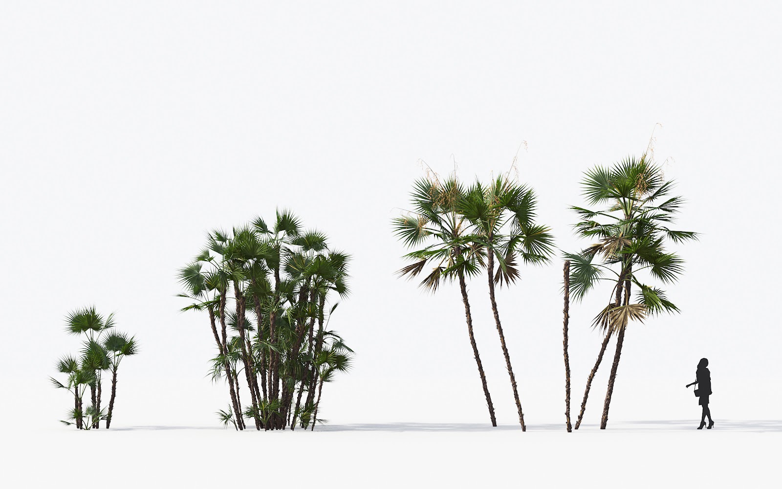Maxtree - Plant Models Vol.15