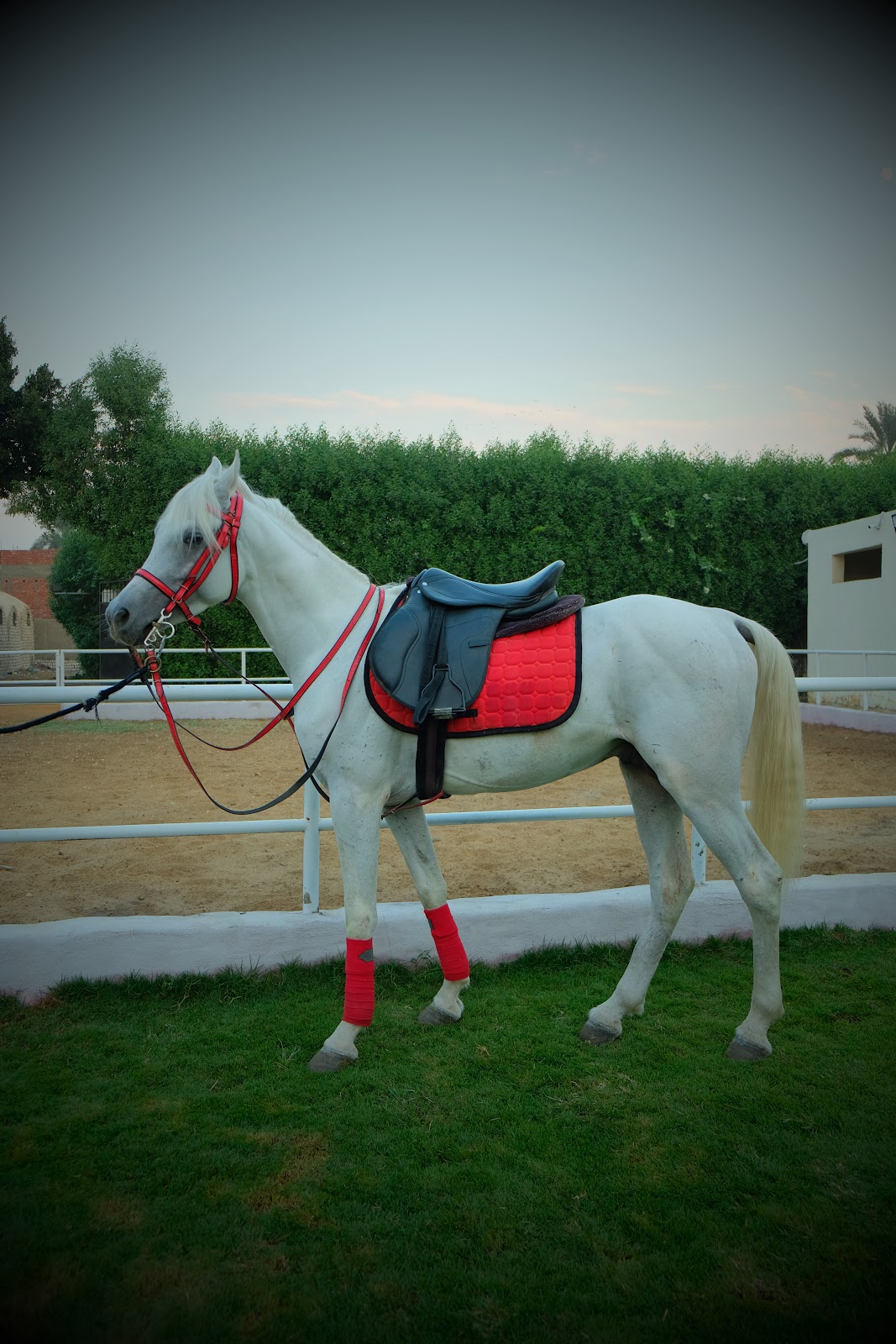 Sokar - Horse available for riding at Aseel in Saqqara, Egypt. Introducing this magnificent pure white horse, a vision of elegance and grace. D