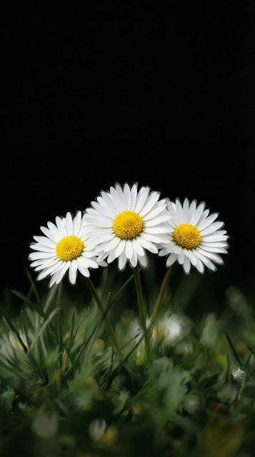 Three White Daisies In Grass Isolated On Black Background - Free mobile Wallpaper