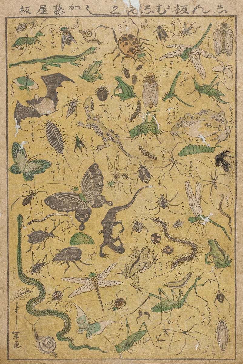 New Publication of Selected Insects 19th century