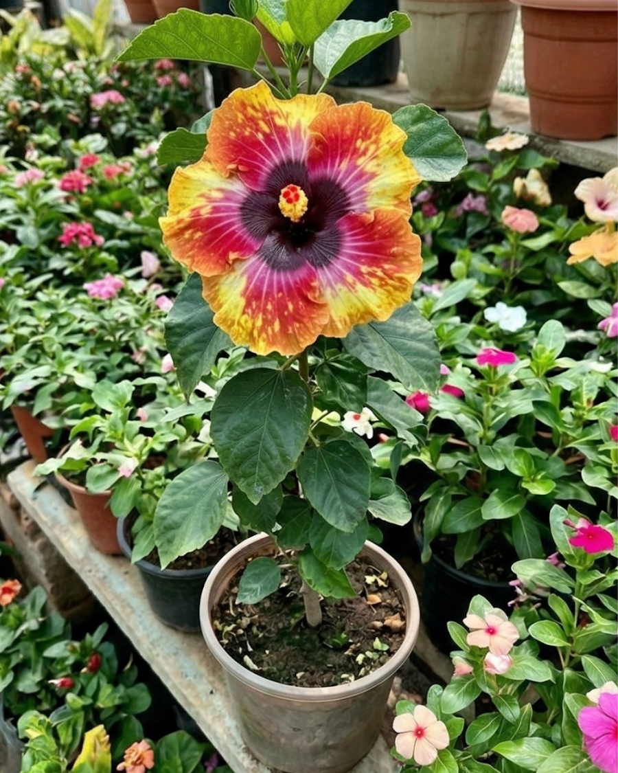 Hibiscus Colour Crush — view 1