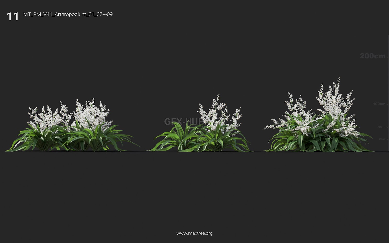 Maxtree - Plant Models Vol.41