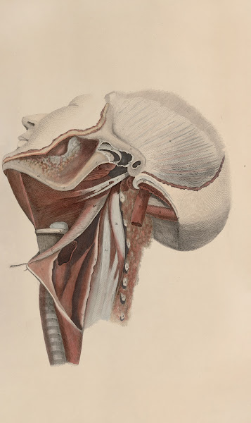 A system of anatomical plates of the human body Pl074 1840