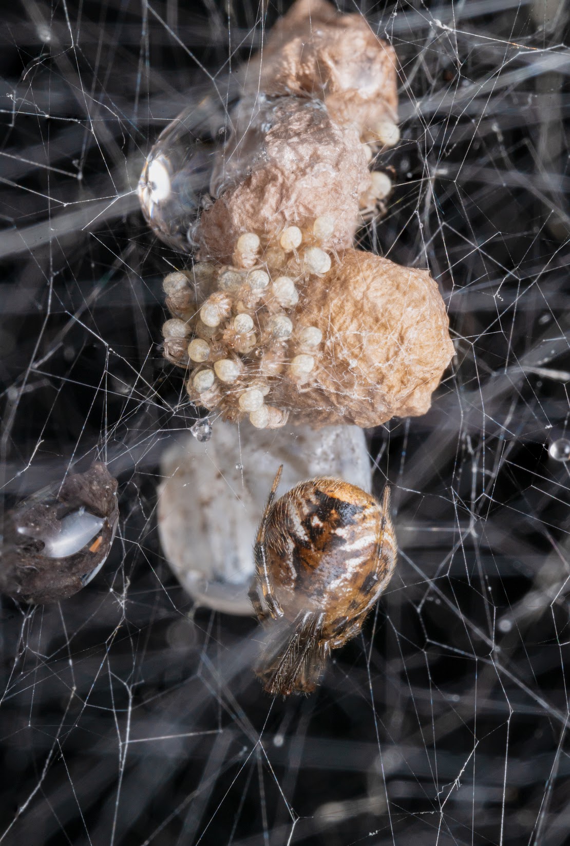 Parasteatoda sp.