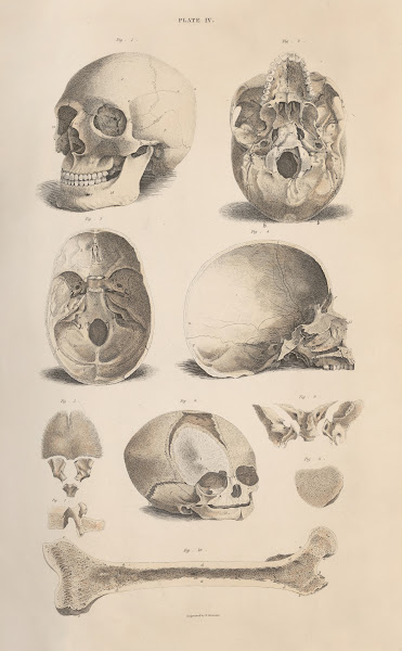 A system of anatomical plates of the human body Pl004 1840