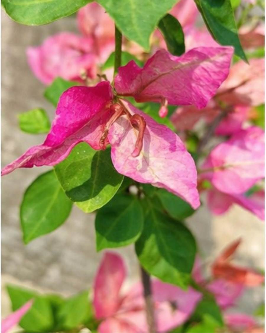 Imported Skyline Bougainvillea Plant — view 4