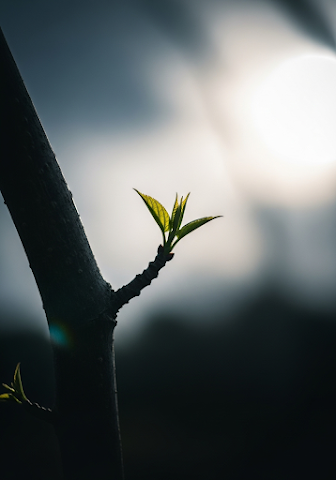 New Sprout on a Branch