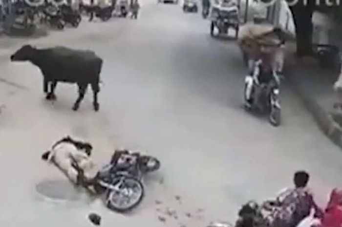 Trâu bất ngờ lao như 'tên bắn', húc văng người đi xe máy giữa ngã ba - Tạp chí Doanh Nghiệp Việt Nam